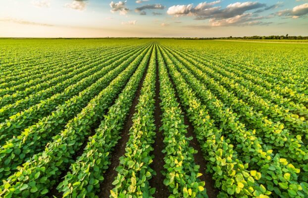 Plant Nutrition